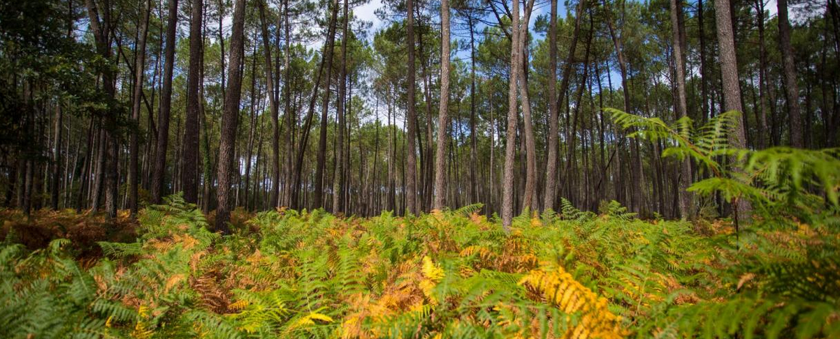 Bernos-Beaulac notre village grandeur nature